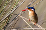 Malachit-Eisvogel im Okavango-Delta