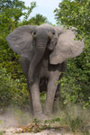 Elefant in sehr schlechter Laune!