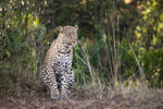 Leopardin