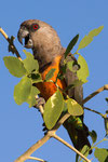 African Orange-bellied Parrot - Samburu National Reserve/ Kenia 2012