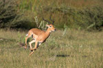 Impala-Action II