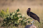 Abdims-Storch