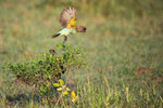 Meyer's Parrot im Doppelpack