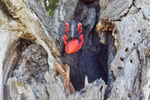 Ground Hornbill im Nest