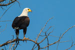 Mal wieder ein Fish Eagle...