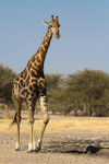 5) Kap-Giraffe - Central Kalahari Game Reserve/ Botswana 2013