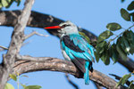 Woodland Kingfisher - mein erster!