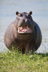 Unfreundliches Hippo