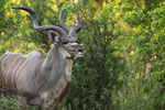 Mächtiger Kudu-Bock