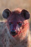 Bloody hyena