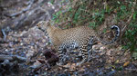 Die Leopardenmutter.