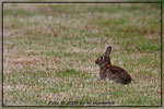 Auf Texel: Kaninchen