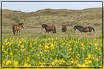 Auf Texel: Pferde