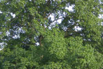 Natur pur
