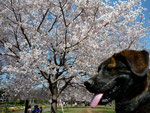 芦花公園の桜