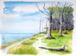 "Gespensterwald" bei Nienhagen / Ostsee - Aquarell 30 x 40 cm