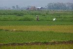 rice field