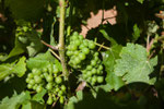 aythaya vineyard