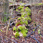 wooden dragon in the wiener wald (vienna woods)