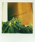 Rododenron in Övelgönne, Polaroid Color i-Type Film
