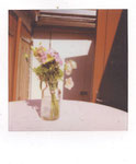 Blumen in Övelgönne, Polaroid Color i-Type Film