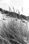 Dünengrass auf Amrum, bei Norddorf, analoge Fotografie, schwarzweiß, Enno Franzius
