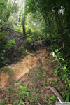 Wanderung in den Cameron Highlands