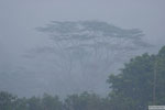 Borobudur