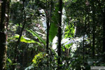 Wanderung in den Cameron Highlands