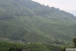 Cameron Highlands - Teeplantage