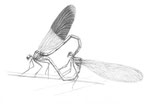 Caloptéryx vertigo