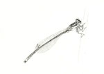 Agrion nain