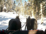Pferdeschlittenfahrt durch die wunderschön verschneite Winterlandschaft