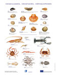 Affiche OFIMER - Coquillages & Crustacés - F.Martin©