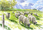 丘の羊