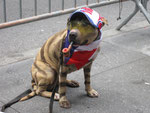 Puerto Rico ----wo es verrueckte Menschen gibt, gibt es auch verrueckte Hunde...I guess