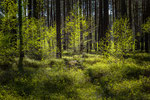 Wald Wedemark #2