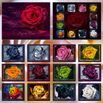 Magical Roses Calendar