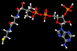 Coenzym A - C<sub>21</sub>H<sub>36</sub>N<sub>7</sub>O<sub>16</sub>P<sub>3</sub>S