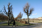 Kahle Baumreihe im März.  Garten vor dem Schloss Charlottenburg. Foto: Helga Karl