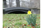 Eine gelbe Narzisse auf der Wiese, im Hintergrund eine graue Brück. April im Schlosspark Charlottenburg. Foto: Helga Karl