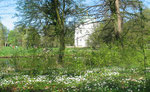 Waldboden weiß bedeckt mit Buschwindröschen. April im Schlosspark Charlottenburg. Foto: Helga Karl