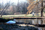 Ein Schwan steht am Ufer, am anderen Ufer des Wassers sitzt ein Mensch auf der Parkbank. Foto: Helga Karl