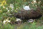 Brütende Schwänin im Nest und Entenmutter  mit Kücken. Foto © Helga Karl