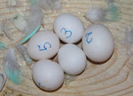 Alle fünf Eier sind befruchtet!