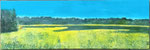 LE CHAMP DE COLZA - 70 x 25