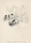 Zeit der Schatten und der Ängste, Bleistift, 30x20, 1979