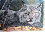 Blauer Luchs, Pastell, 30x40, 2013