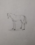 Stehendes Pferd, Bleistift, 20x30, 1977
