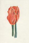 Tulpe 1, Farbstift, 30x20, 1968